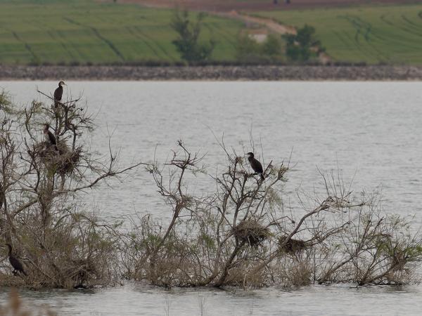 <h3><a href="/trips/ebro/biota/animalia/chordata/aves/016 suliformes/003 phalacrocoracidae/phalacrocorax carbo/phalacrocorax carbo-nl.html">Phalacrocorax&nbsp;carbo</a> / Great&nbsp;cormorant / Aalscholver</h3>OM-1 Mark II met OLYMPUS M.300mm F4.0, 1/2000 sec  bij F4.0, ISO 250